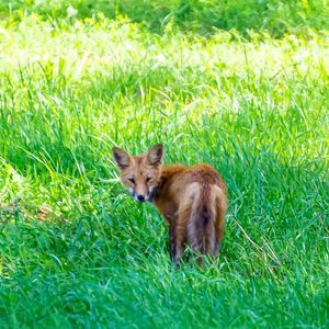 Meet your Posher, Carol